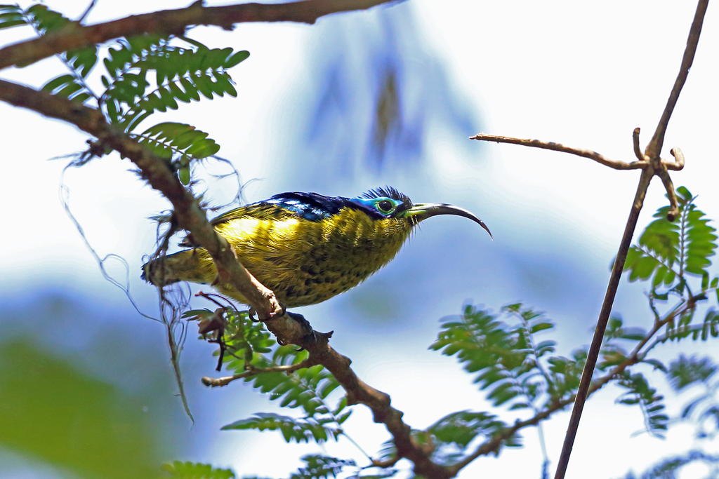 Sunbird-Asities