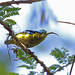 Sunbird-Asities - Photo (c) Nigel Voaden, some rights reserved (CC BY)