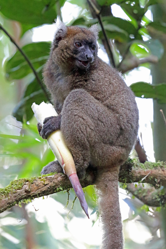 Greater Bamboo Lemur