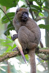Greater Bamboo Lemur photo 2