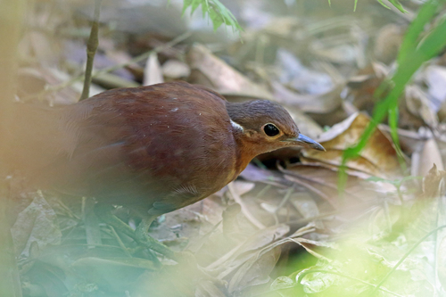Brown Mesite (Mesitornis unicolor), photo 8
