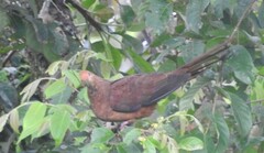 Amboyna Cuckoo-Dove photo 2