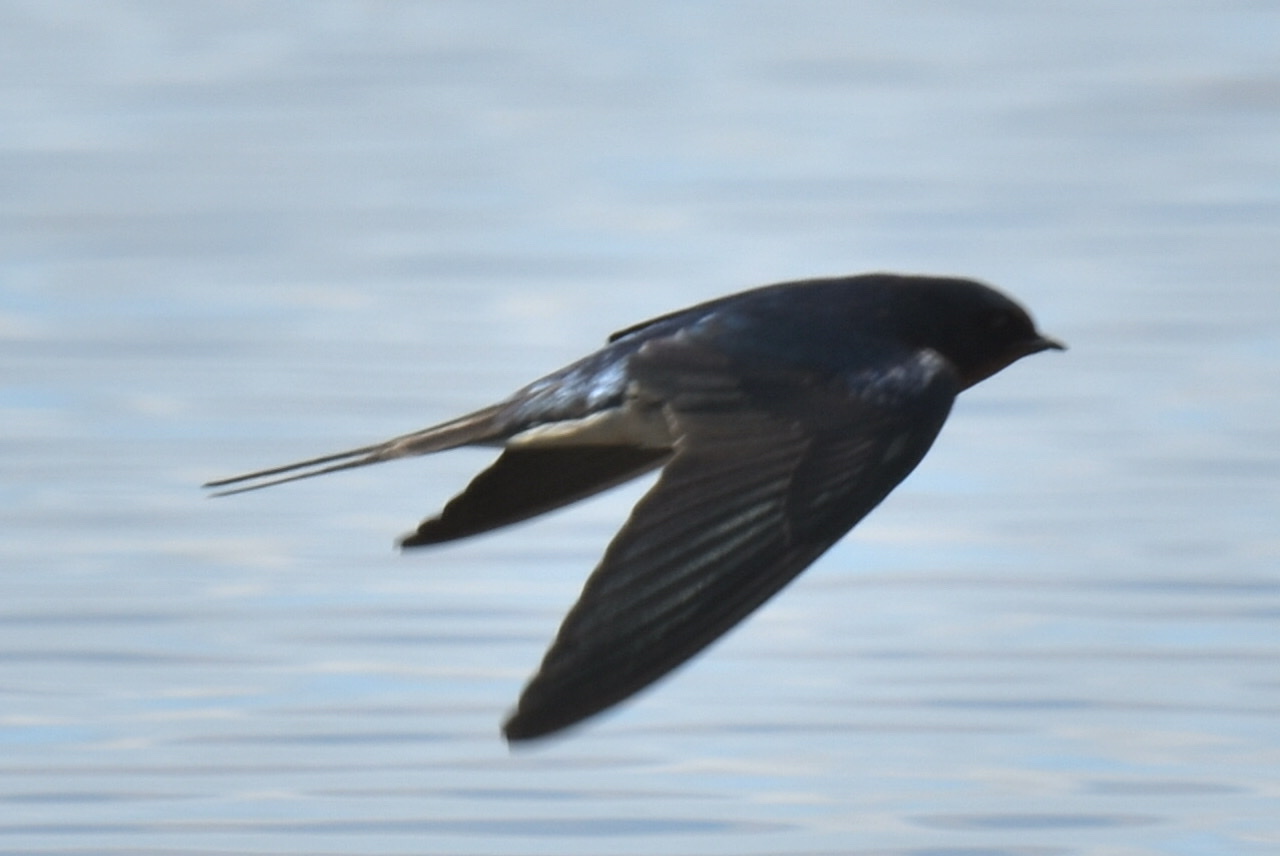 Barn Swallow