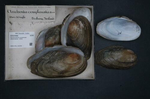 Compressed River-mussel