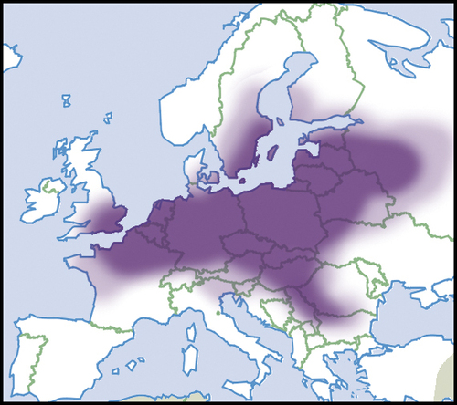 Compressed River-mussel