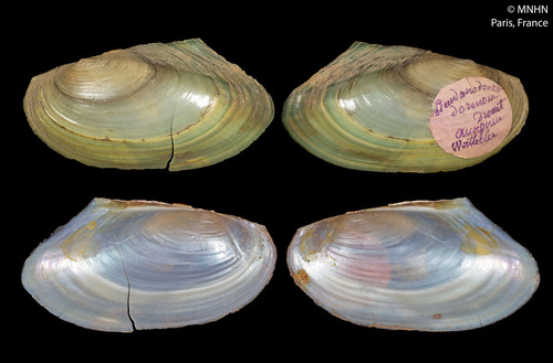 Compressed River-mussel