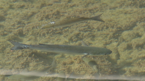 Thinlip grey mullet (Liza ramada) — Mugilidae — 2