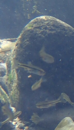 Balsas Shiner