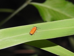 Pteroptyx maipo