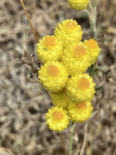 Helichrysum plicatum