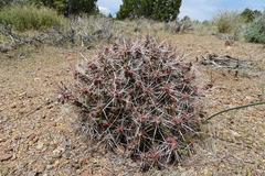 Micropuntia pulchella
