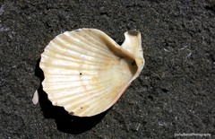 Chlamys hastata