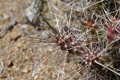 Micropuntia pulchella