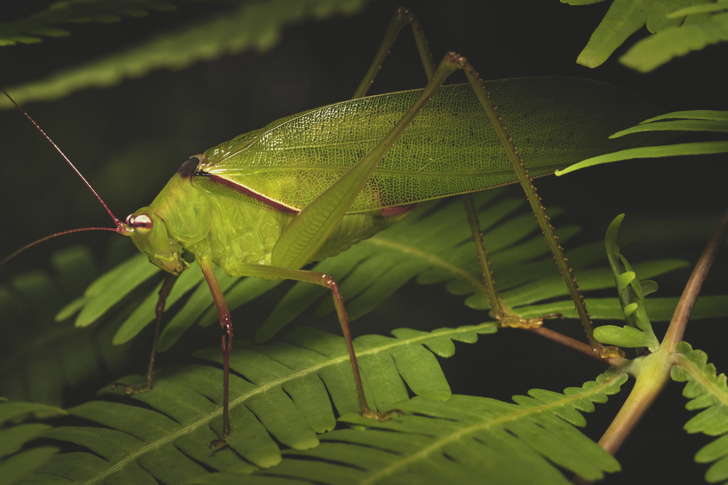 Psyrana borneensis