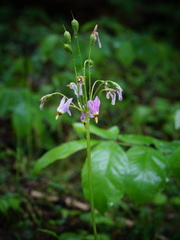Primula meadia