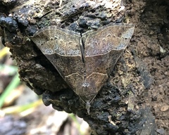 Hypena deceptalis