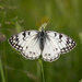Italian Marbled White - Photo (c) Giuseppe Molinari, some rights reserved (CC BY-NC), uploaded by Giuseppe Molinari