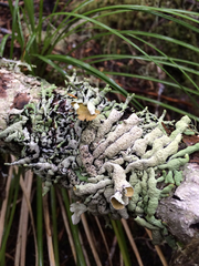 Hypogymnia enteromorpha