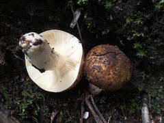 Russula densifolia