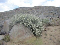 Ceanothus pauciflorus