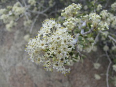 Ceanothus pauciflorus