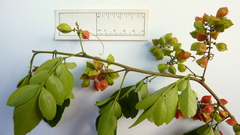 Paullinia trigonia