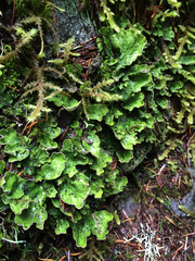 Peltigera britannica