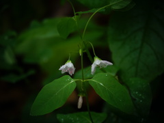 Claytonia virginica