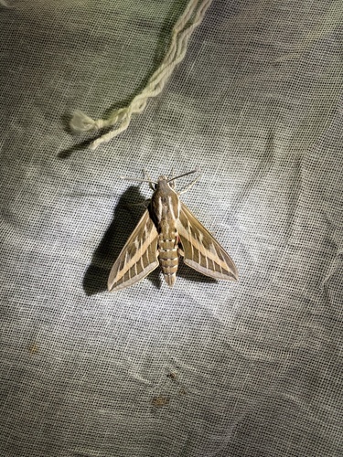 Striped Hawkmoth