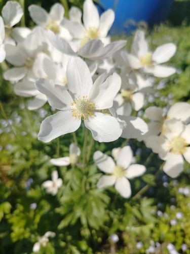 Наблюдение на iNaturalist
