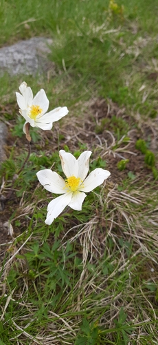 Image of White Pasqueflower (Pulsatilla scherfelii) by (c) Kamil Kulawik, some rights reserved (CC BY-SA)