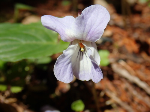 Viola bissetii iNat (2)