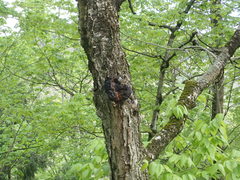 Inonotus obliquus sterilis