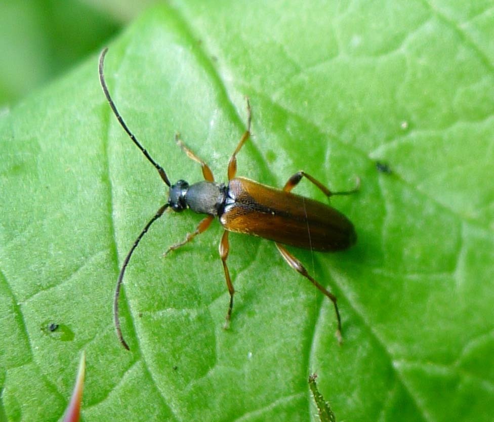 Alosterna