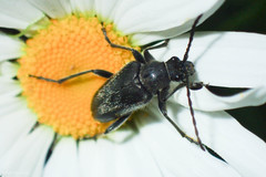 Brachysomida californica