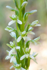 Platanthera elegans elegans