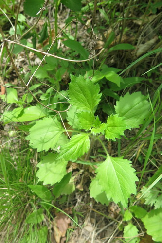 Margarida-chinesa