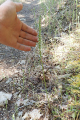 Platanthera elegans elegans