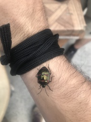 Poecilocoris interruptus