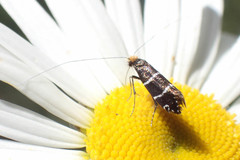 Adela septentrionella