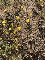 Pentachaeta aurea aurea