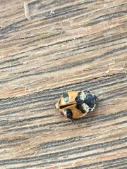 Hippodamia glacialis