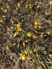 Pentachaeta aurea aurea