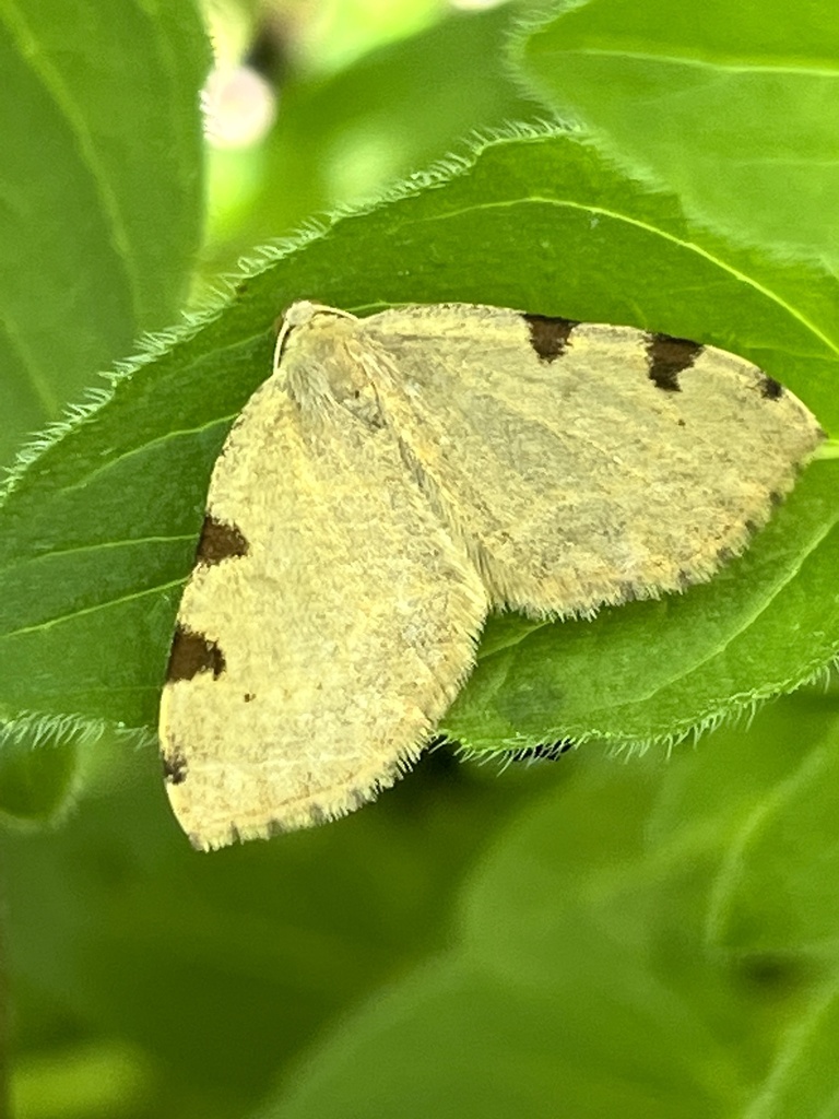 Three-spotted Fillip from Dimsdale Dr, Yonkers, NY, US on May 28, 2024 ...