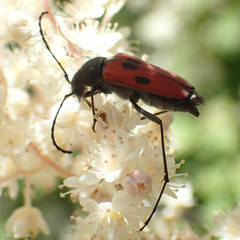 Anastrangalia laetifica