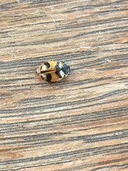 Hippodamia glacialis