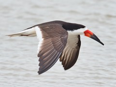 Black Skimmer photo 3