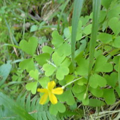 Oxalis suksdorfii