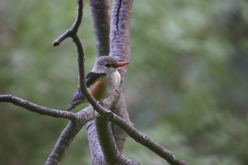 Gray-headed Kingfisher