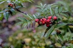Sorbus sambucifolia